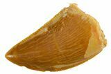 Serrated Raptor Tooth - Real Dinosaur Tooth #355560-1